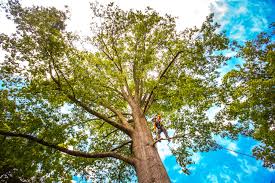 Best Tree Cabling and Bracing  in Sharonville, OH