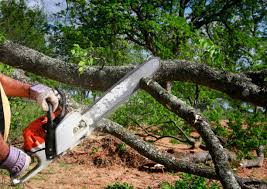 Best Seasonal Cleanup (Spring/Fall)  in Sharonville, OH