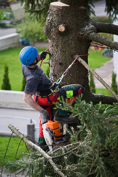 Best Lawn Grading and Leveling  in Sharonville, OH