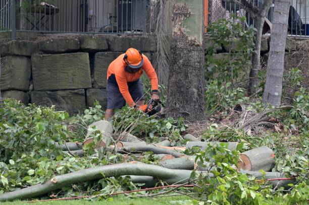 Best Commercial Tree Services  in Sharonville, OH